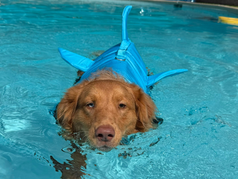 Veterinarian in Fort Walton Beach, FL Veterinarian in Fort Walton Beach, FL